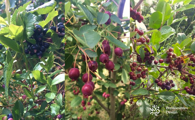 Cassis et myrtille à gauche, amélanches au milieu et aronies à droite, autant de baies qui feront le régal des oiseaux du jardin