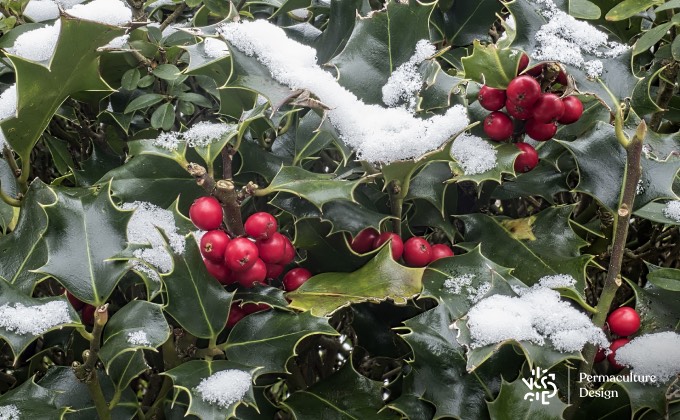 Les fruits du houx en hiver seront aussi très appréciés des oiseaux dans votre jardin en permaculture !