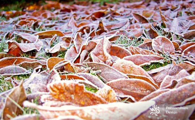 Tapis de feuilles mortes laissées au sol pour le plus grand bonheur des oiseaux du jardin et notamment les merles !