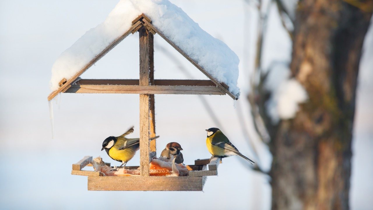 Une mangeoire pour les oiseaux, bonne ou mauvaise idée ? | Permaculture Design