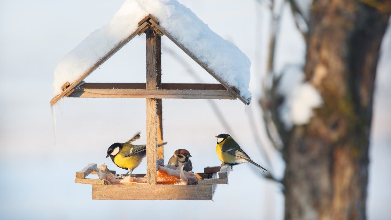 Une mangeoire ou un abri connecté pour nourrir les oiseaux en hiver, mais  pourquoi faire ? - NeozOne