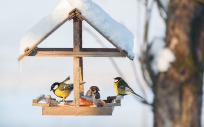 Une mangeoire pour les oiseaux, bonne ou mauvaise idée ?