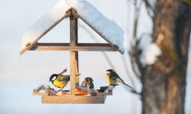 Une mangeoire pour les oiseaux, bonne ou mauvaise idée ?
