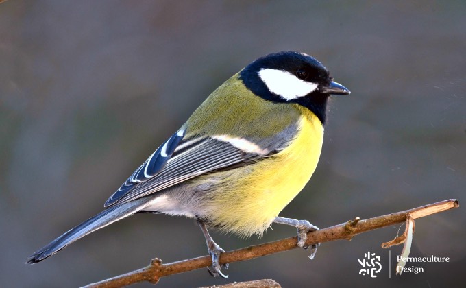 Reconnaitre une mésange charbonnière.