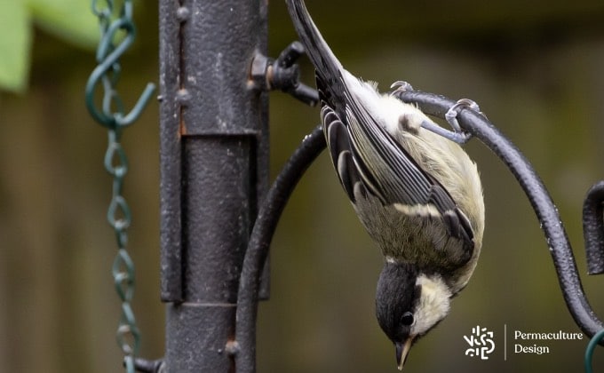 La mésange charbonnière est une acrobate.