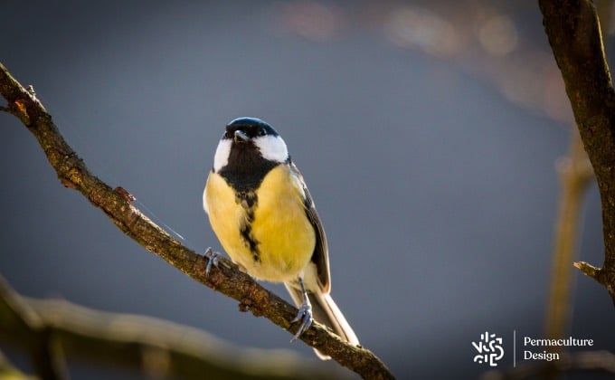 Mésange charbonnière femelle.