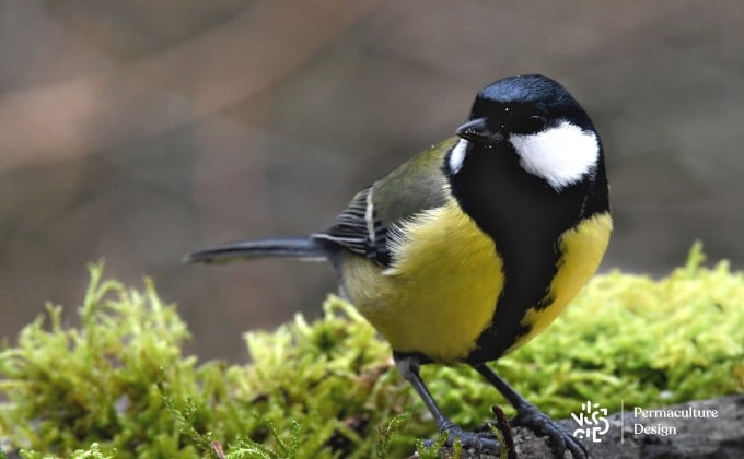 Mésange charbonnière mâle.