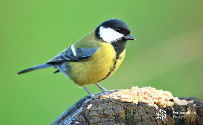 Mésange qui mange des graines.