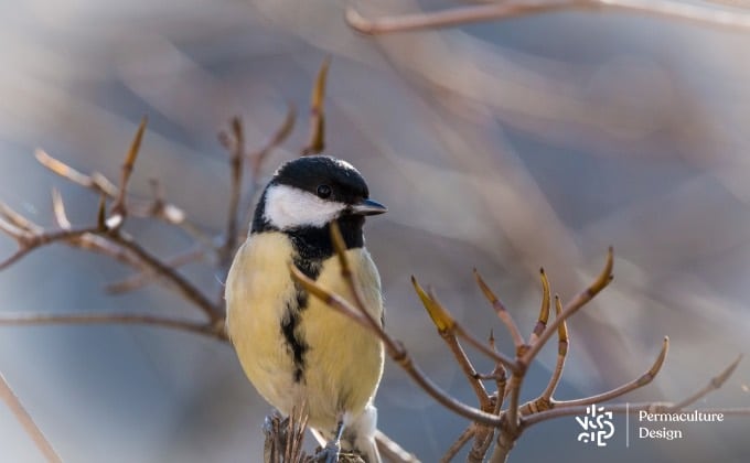 Mésange qui recherche son futur nid.