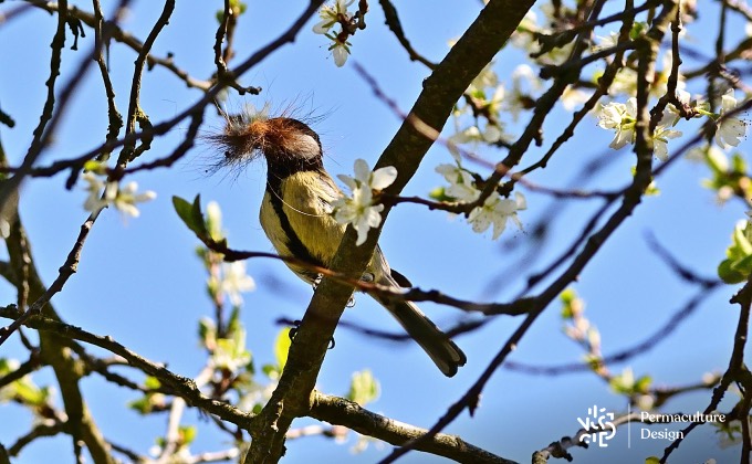 Mésange charbonnière qui construit son nid.