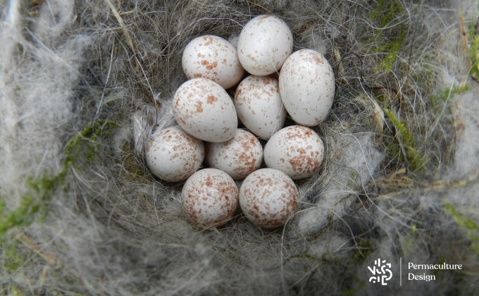 Oeufs de mésanges charbonnnières.