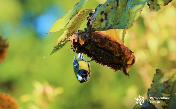 Mésange auxiliaire du jardin en permaculture.