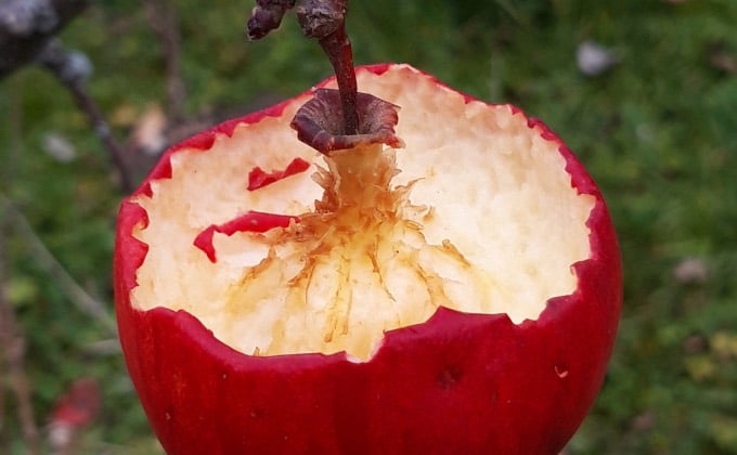 Les mésanges peuvent faire des dégâts au verger en permaculture