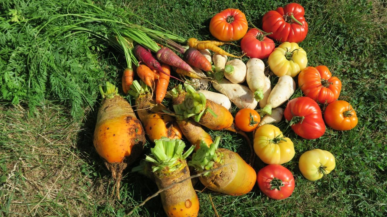 Comment optimiser son potager en permaculture avec la contre-plantation ?