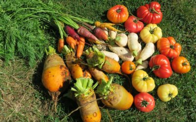 Comment optimiser son potager en permaculture avec la contre-plantation ?
