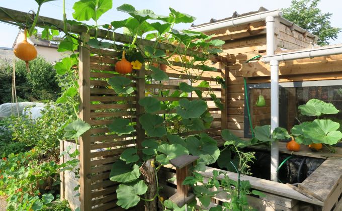 Utilisation de la hauteur pour optimiser son potager en permaculture.