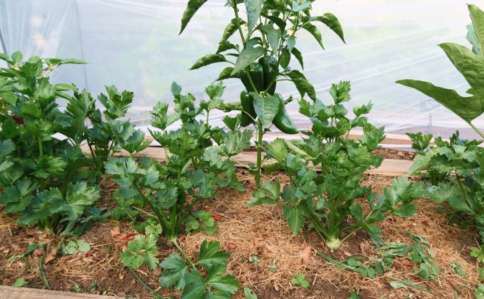 Associations de légumes poivrons et céleris raves dans un potager en permaculture.