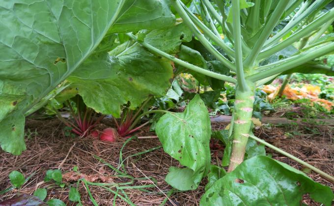 Associations de légumes dans son potager permaculture pour optimiser l’espace.