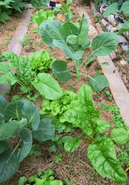 Optimiser l’espace dans son potager permaculture grâce aux associations de légumes et la contre-plantation.