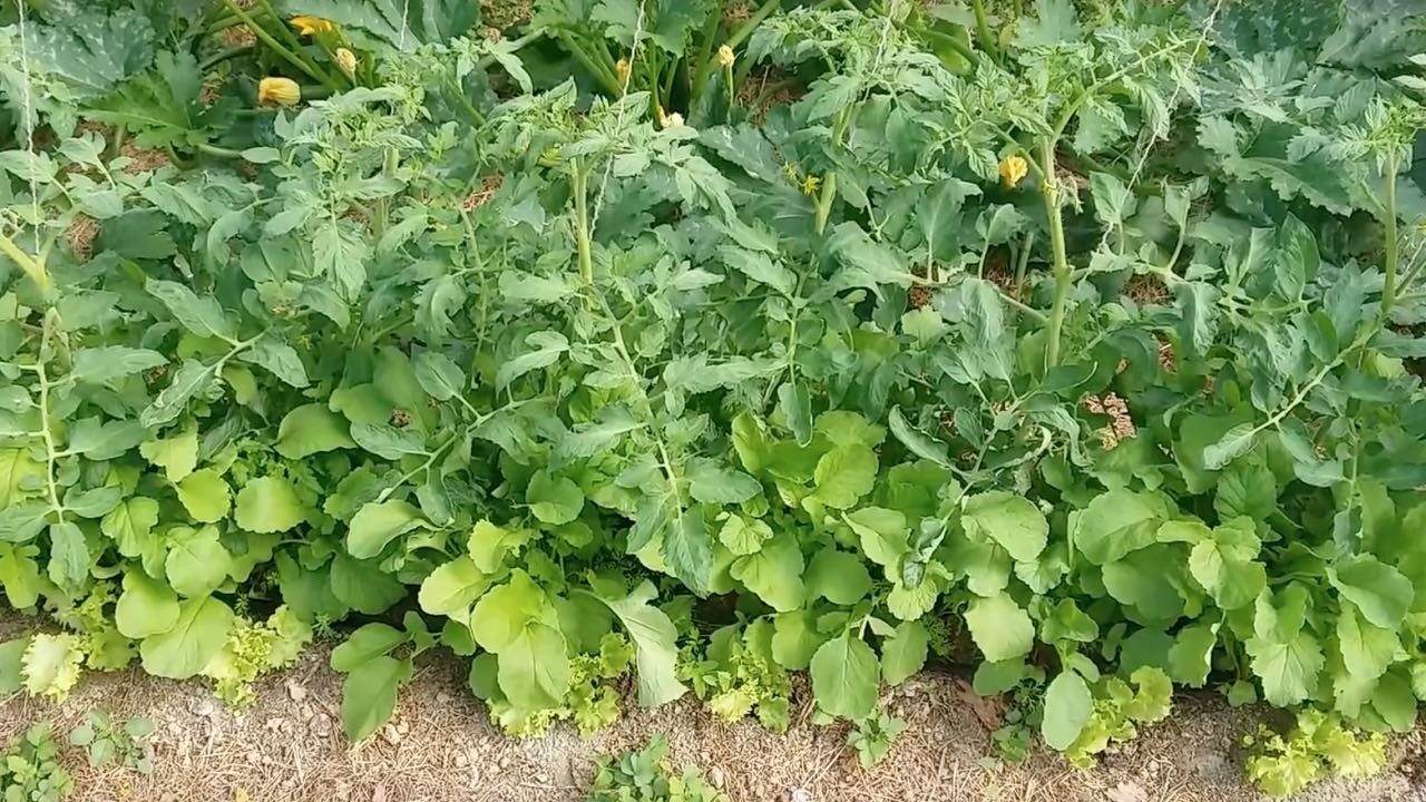 Comment faire vos associations de légumes au potager en permaculture ?
