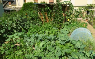 Optimiser son potager en permaculture avec les successions de cultures
