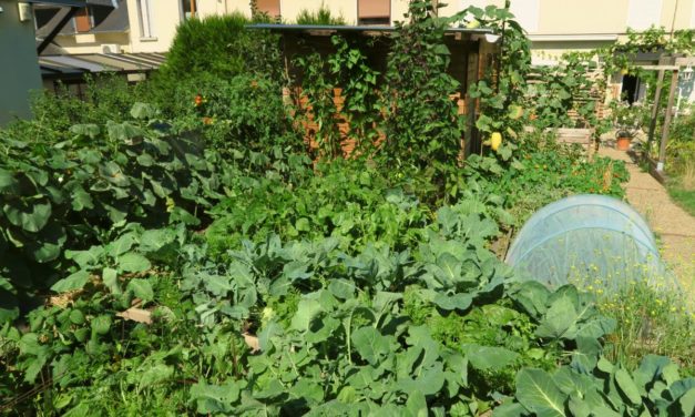 Optimiser son potager en permaculture avec les successions de cultures