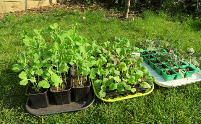 Semis et préparation de légumes potager en permaculture.