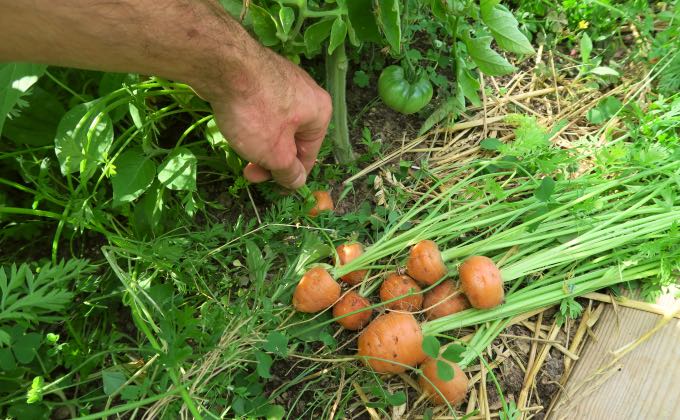 Que faire en juin au potager en permaculture ?