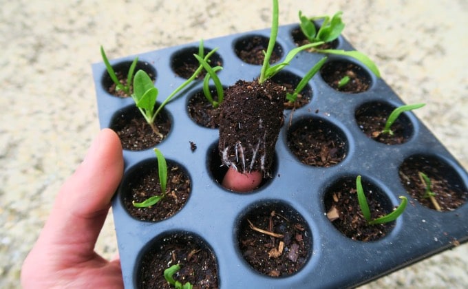 Démoulage de semis de légumes pour jardin en permaculture.