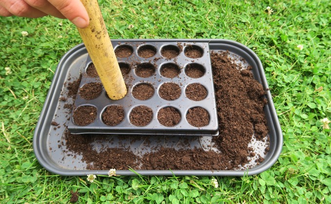Semis et substrat pour potager en parmaculture.