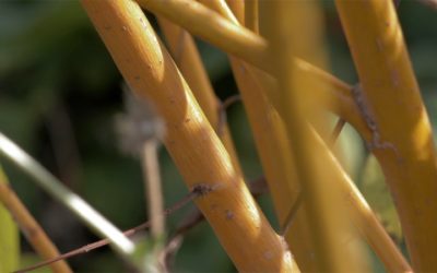 BRF de saule – le meilleur paillage pour un jardin en permaculture ?
