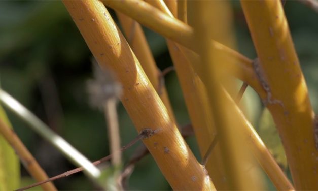 BRF de saule – le meilleur paillage pour un jardin en permaculture ?