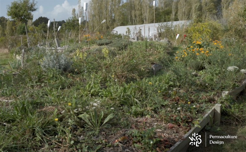 Utilisation de BRF de saule pour pailler son jardin ou potager en permaculture.