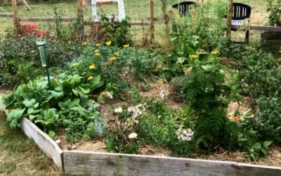 Permaculture au potager : 115 kg de légumes sur 50 m2 dans un jardin familial