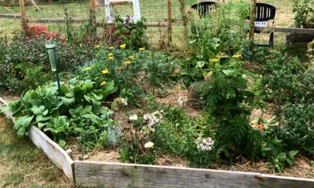 Permaculture au potager : 115 kg de légumes sur 50 m2 dans un jardin familial