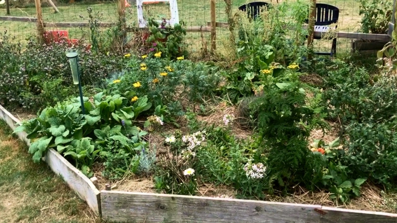 Exemple d’association de légumes et fleurs au potager en permaculture.