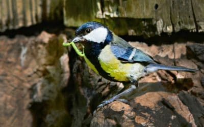 Nichoirs oiseaux : les accueillir dans son potager en permaculture