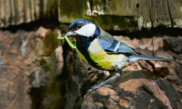 Nichoirs oiseaux : les accueillir dans son potager en permaculture