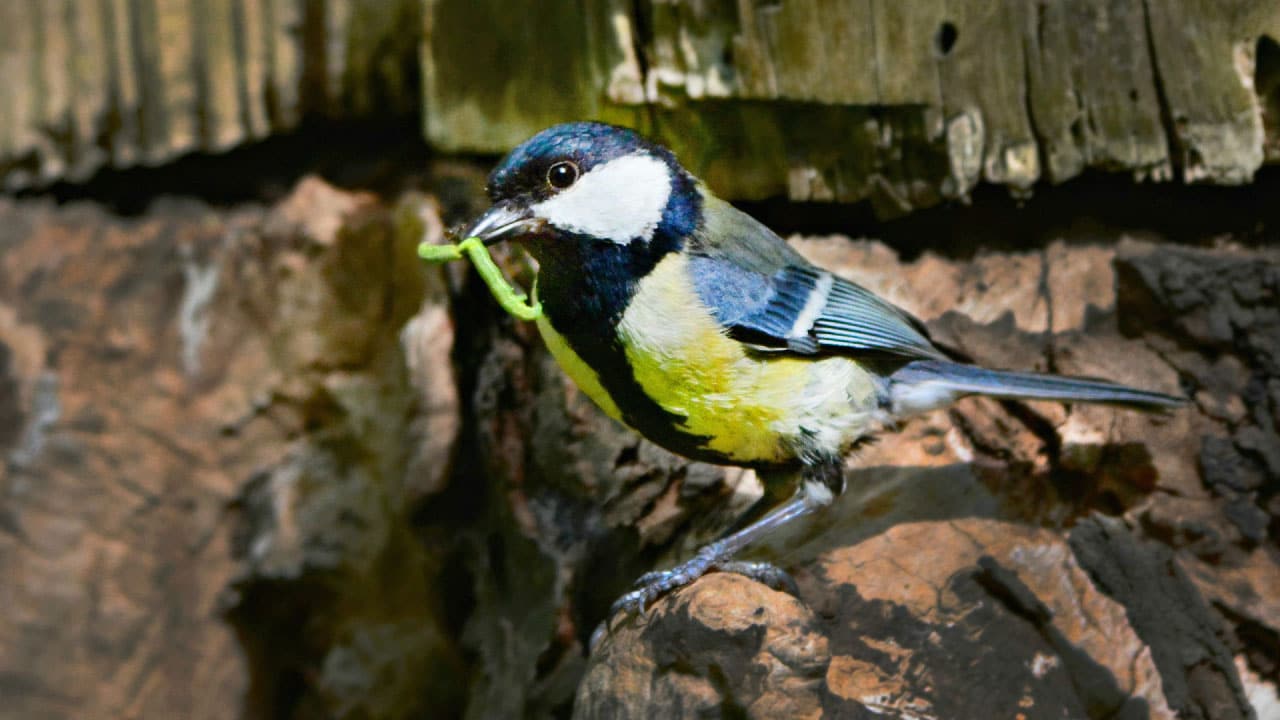 Nichoir Oiseaux Exterieur Bois,Nichoirs à Oiseaux Sauvages,Maison