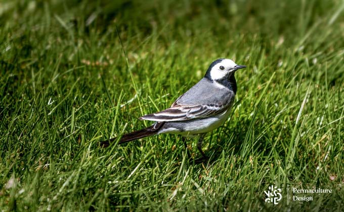 Photo oiseau de bergeronnette grise.