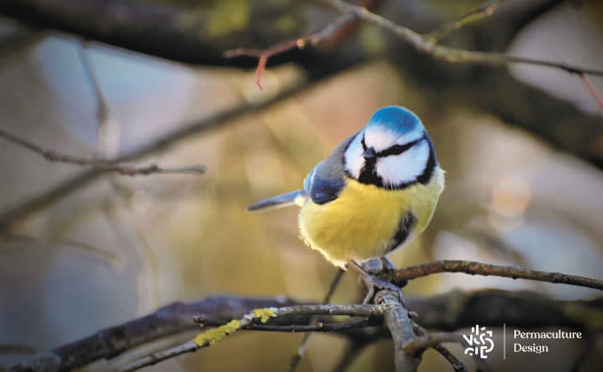 Photo oiseau de Mésange bleue.