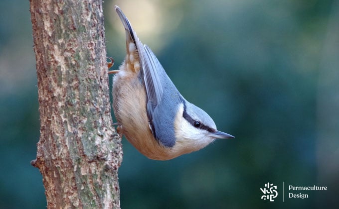 Photo oiseau de sittelle torchepot.