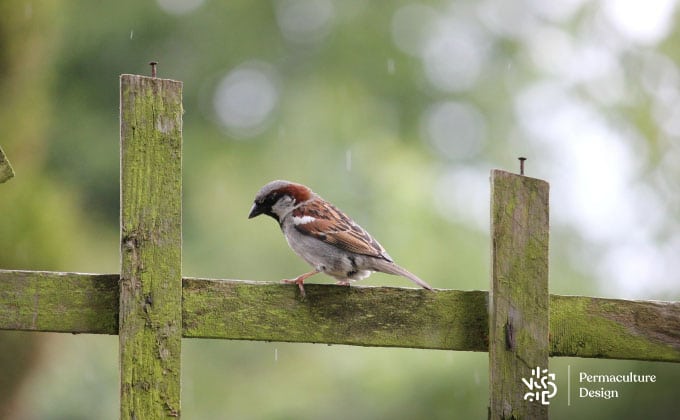 Nichoirs oiseaux : les accueillir dans son potager en permaculture