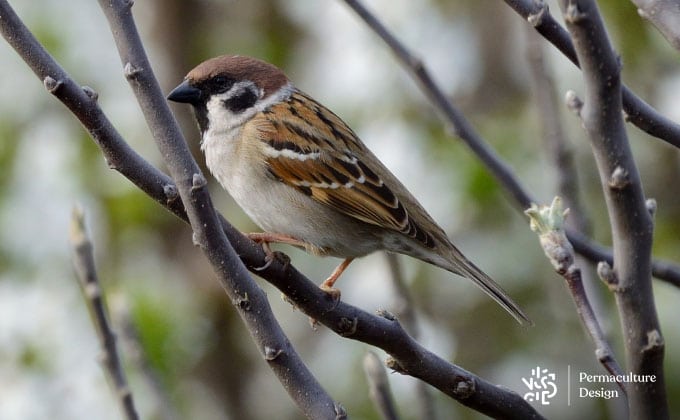 Faut-il installer une mangeoire pour les oiseaux dans votre jardin en  permaculture ?