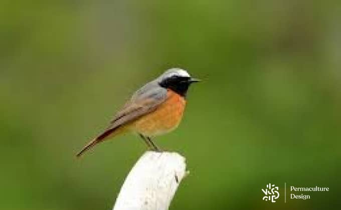 Photo oiseau de Rossignol des murailles.