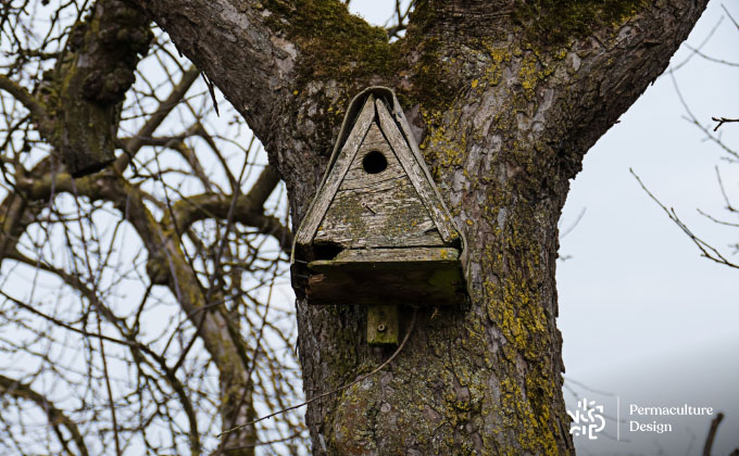 Nichoirs oiseaux : les accueillir dans son potager en permaculture