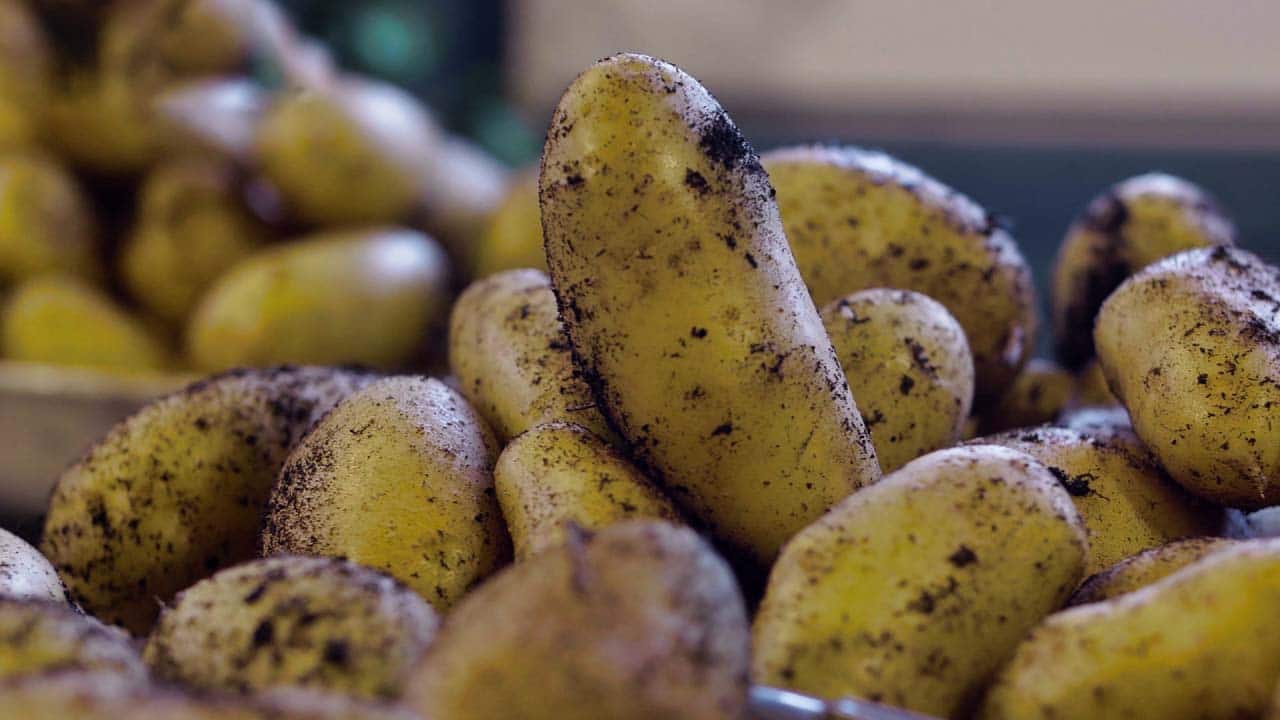 Plantation pommes de terre sans se fatiguer à désherber.