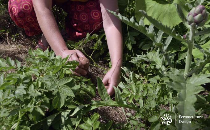 Plantation pommes de terre sans se fatiguer.