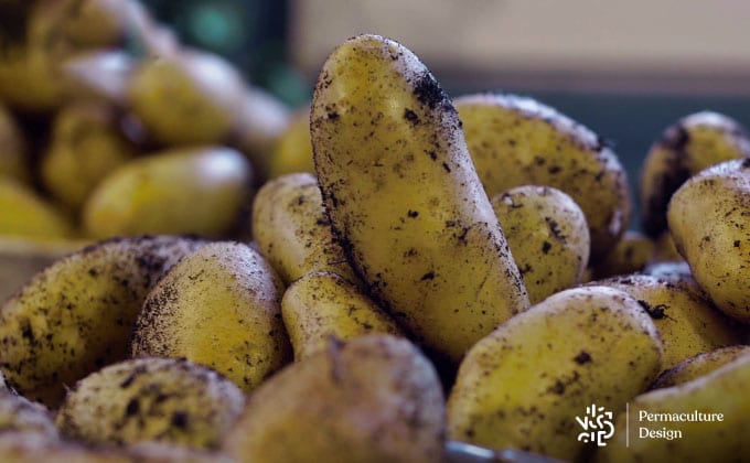 Plantation pommes de terre sans se fatiguer à désherber.