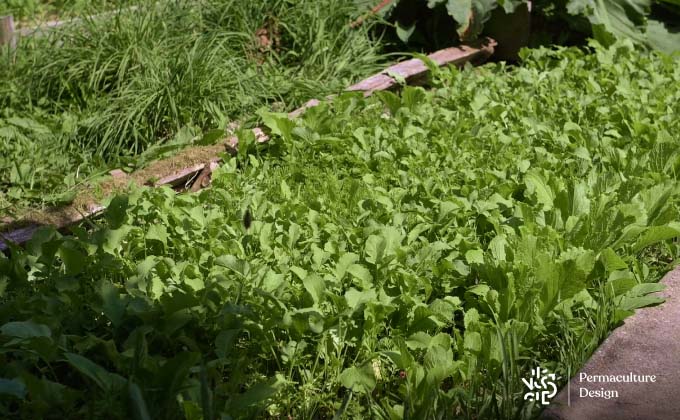 Plus de problème de limaces au potager.